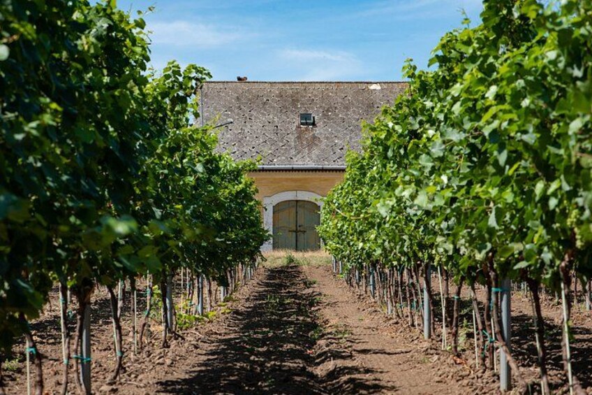 Ein Weinberg mit Rebenreihen, die zu einem Gebäude mit einer Steinmauer und einer Tür führen. 1