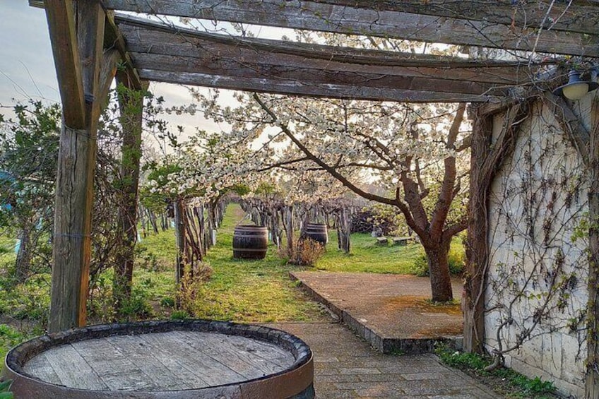 Peak into the traditionial cellars 2