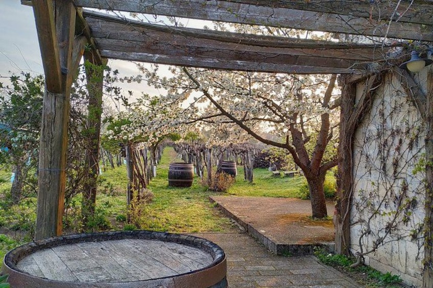 Een wijngaardpad met houten pergola’s, vaten en een rustieke omgeving. 3