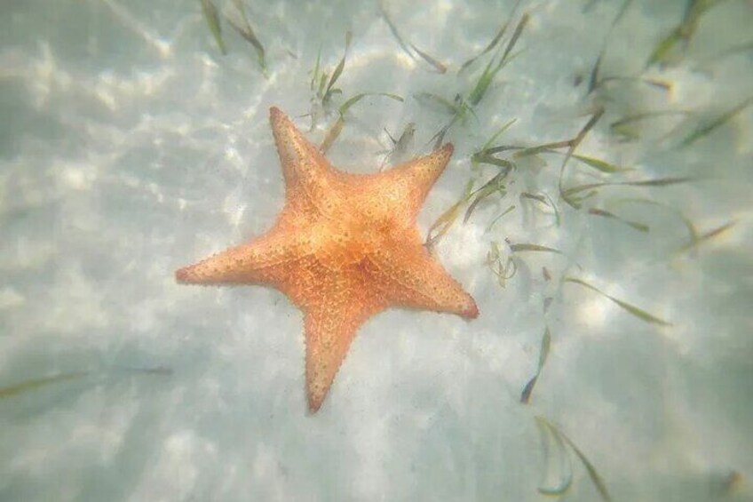 Ein Seestern am sandigen Strand, mit etwas Seetang. 1