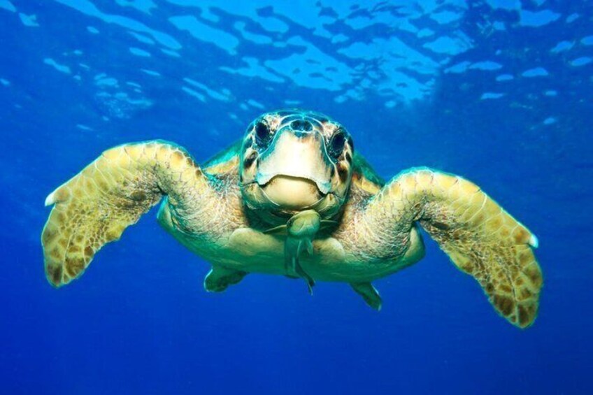 A sea turtle swimming underwater. 3