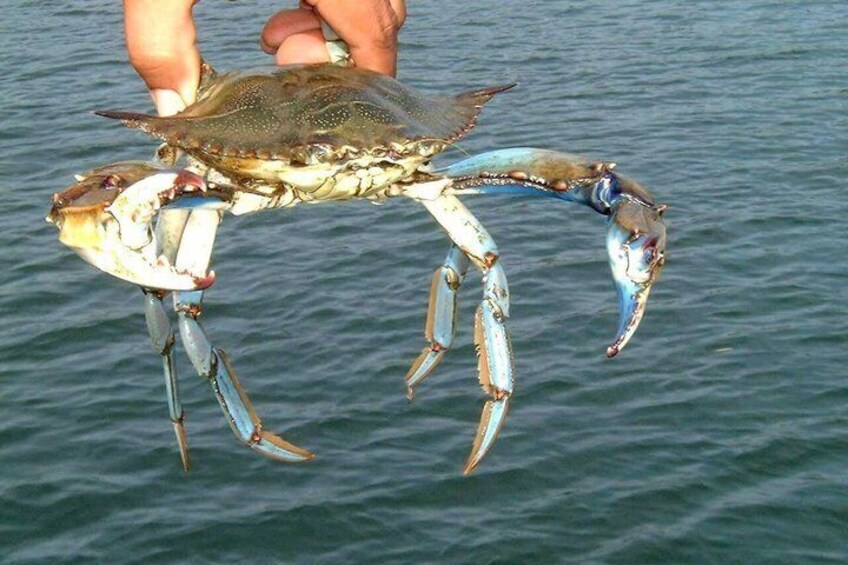 A crab being held over water. 2
