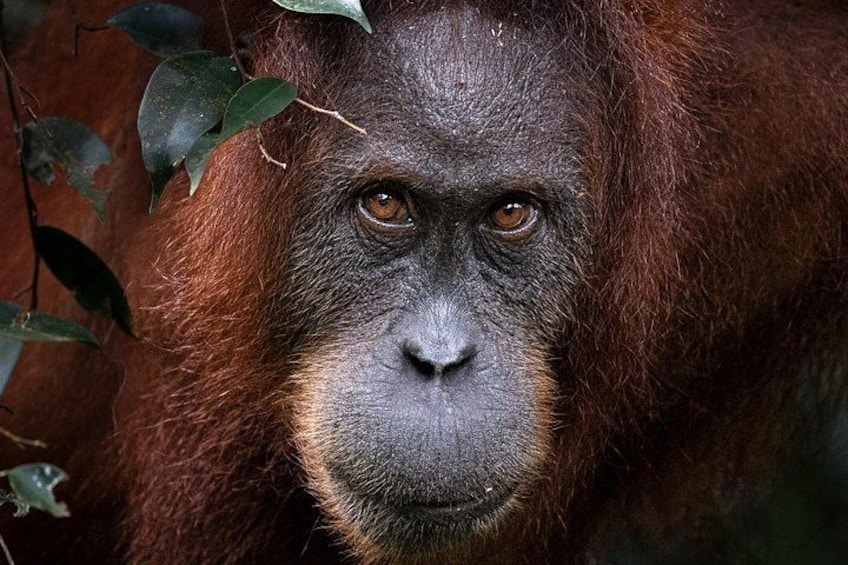A gorilla with reddish-brown fur, surrounded by green foliage. 2