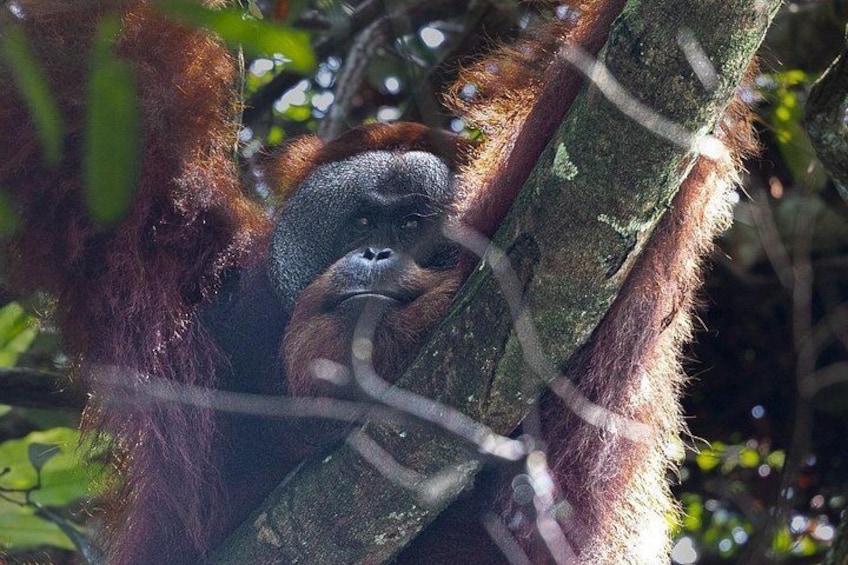 A gorilla clinging to a tree branch in a forest. 1