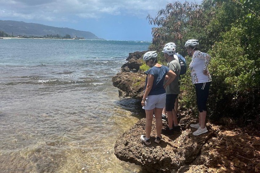 Guided E-Bike Tour in North Shore 2