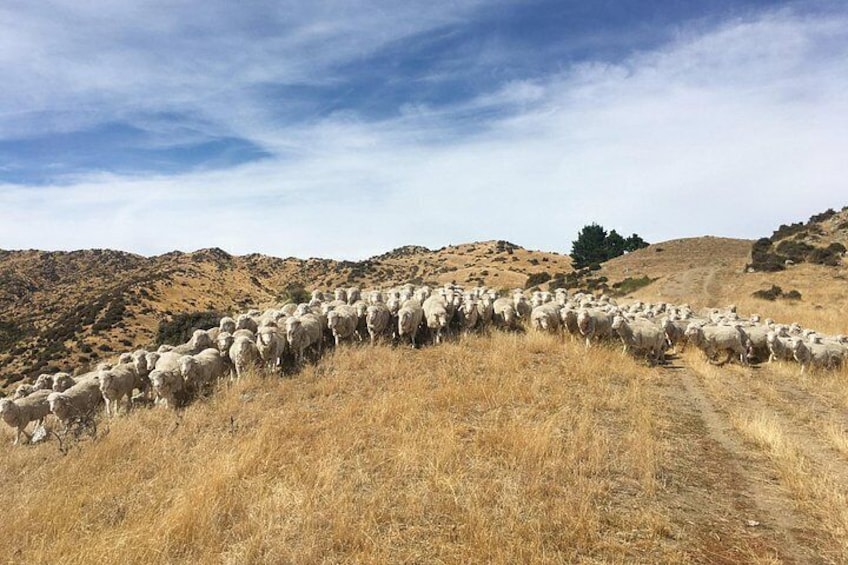 Un troupeau de moutons sur une colline. 4