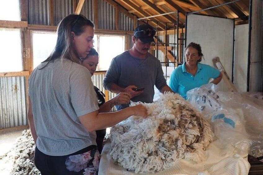 Un groupe de personnes qui tondent des moutons dans une grange. 5