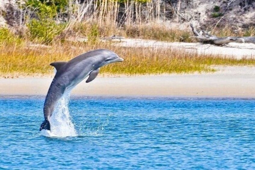 Un dauphin bondissant hors de l’eau, près d’une plage de sable. 3
