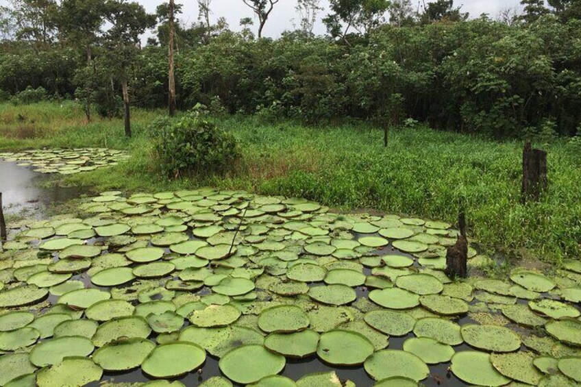 3 Day Amazon Jungle Adventure Wildlife Culture and Pink Dolphins 2