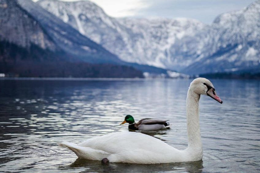 From Vienna Private Guided Hallstatt Tour 3