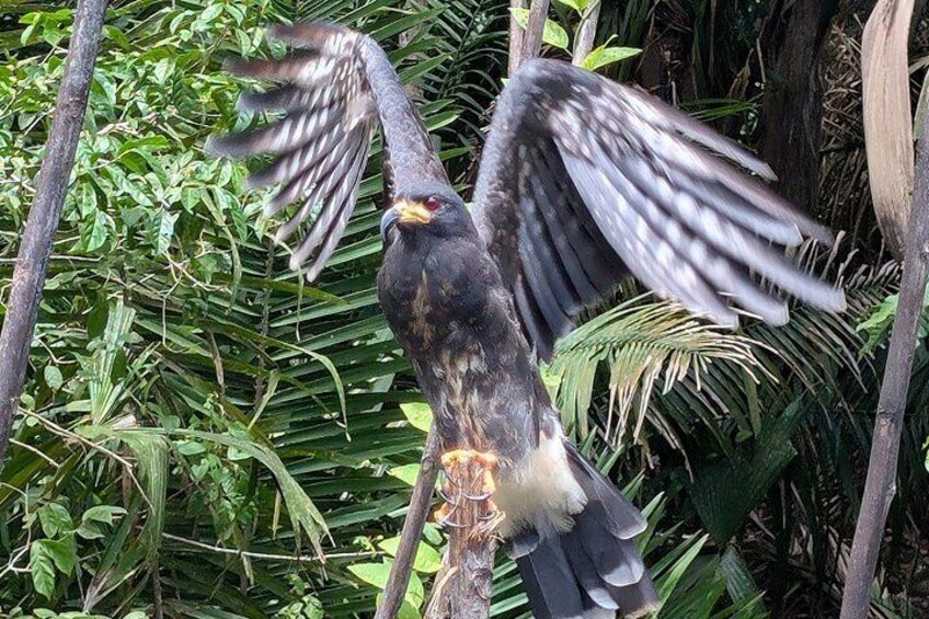A bird with outstretched wings, possibly in a forested area with dense foliage. 4