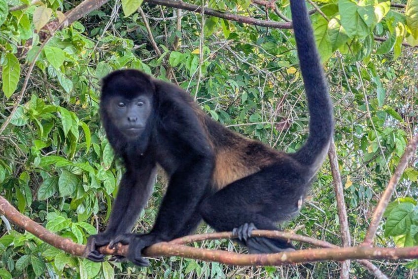 A monkey sitting on a branch surrounded by dense green foliage. 2