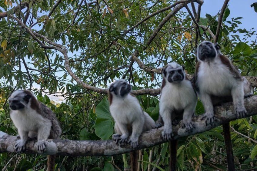 Three monkeys on a tree branch. 3