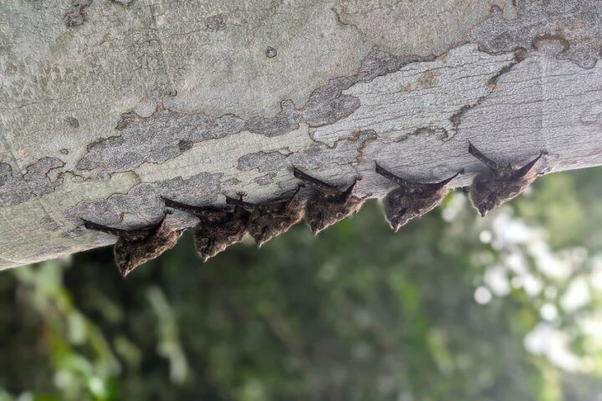 A tree branch with sharp, pointed thorns. 4