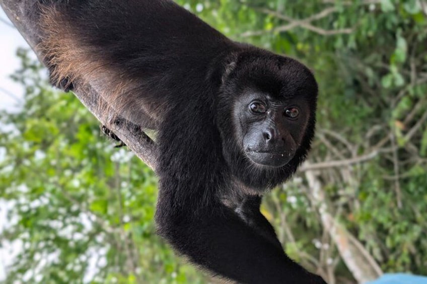 Panama Canal Boat Tour to Monkey Islands 1