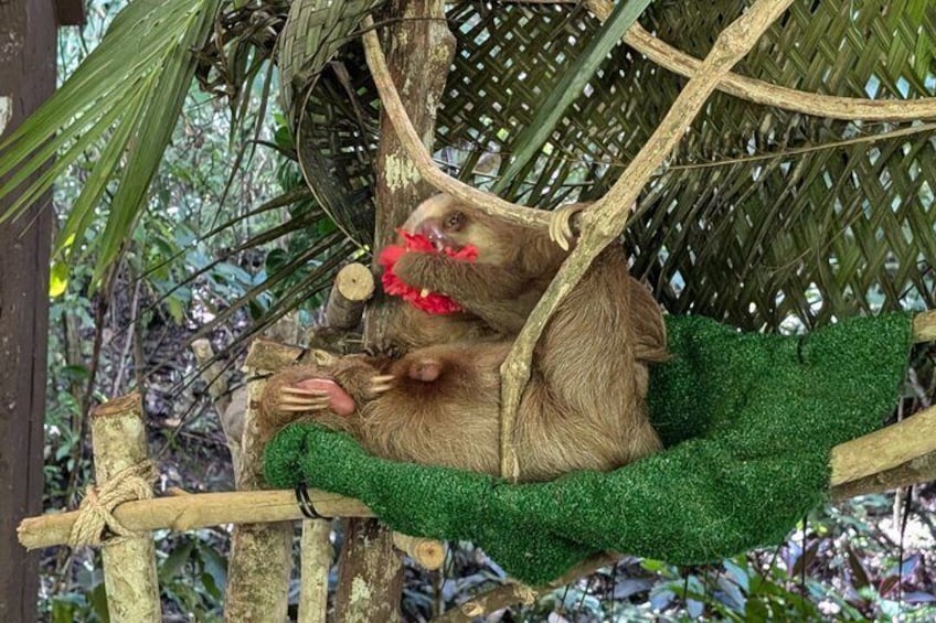A monkey on a rope swing with a green cushion. 5