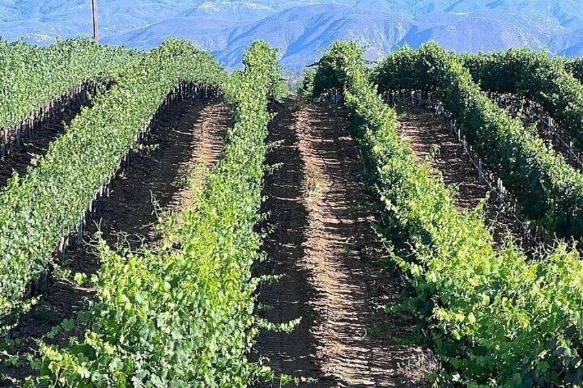 Rows of grapevines in a vineyard with a mountainous backdrop. 3