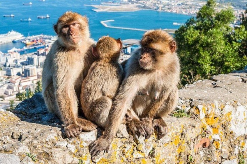 Discover Gibraltar with Gibtours 3