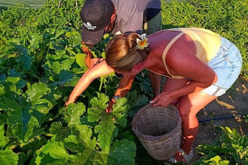 Cooking Class Sunset Dinner and Tour in Paros Farm 5