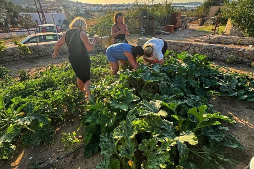 Cooking Class Sunset Dinner and Tour in Paros Farm 3