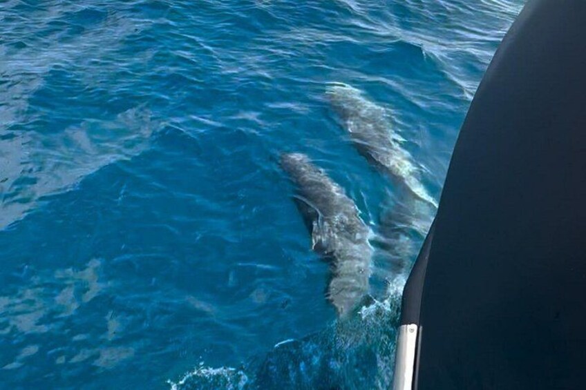Golfo Aranci private tour 3h: dolphins, aperitif and historic yacht 5