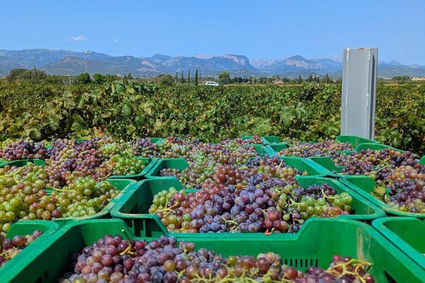 Mallorca Wine Tour Taste Local Wines in Santa Maria 2