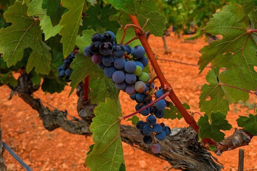 Mallorca Wine Tour Taste Local Wines in Santa Maria 2
