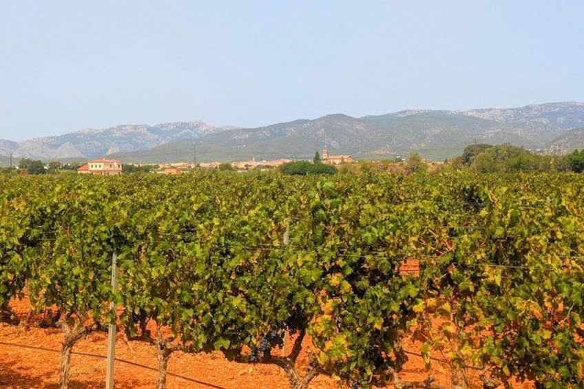 Mallorca Wine Tour Taste Local Wines in Santa Maria 2
