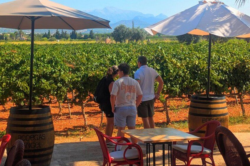Mallorca Wine Tour Taste Local Wines in Santa Maria 3