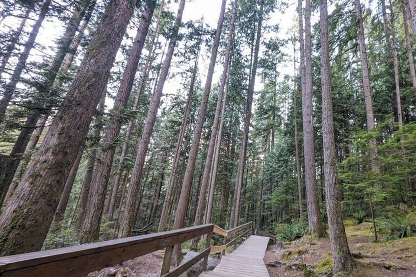 Private Capilano Bridge+Granville Islan+Hatchery+Lynn Canyon Tour 2