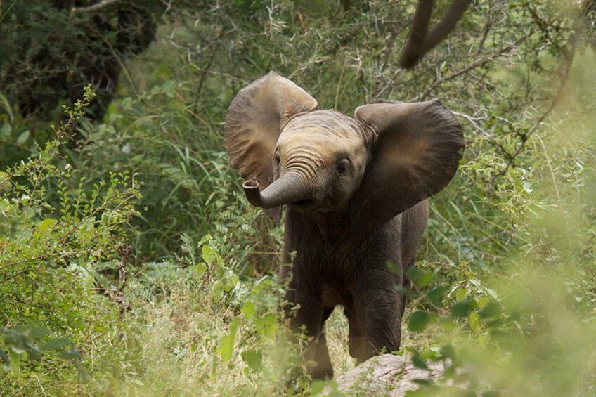 Kruger National Park Full Day Safari (Hoedspruit) 2
