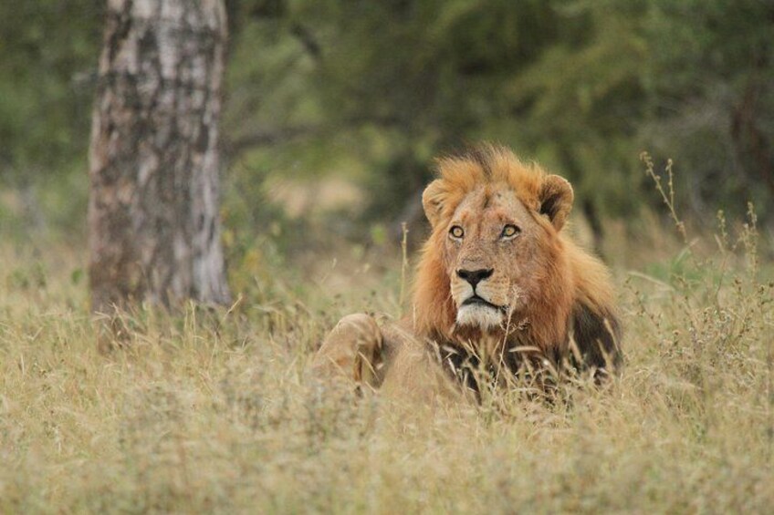 A lion lying in a grassy field with trees in the background. 2