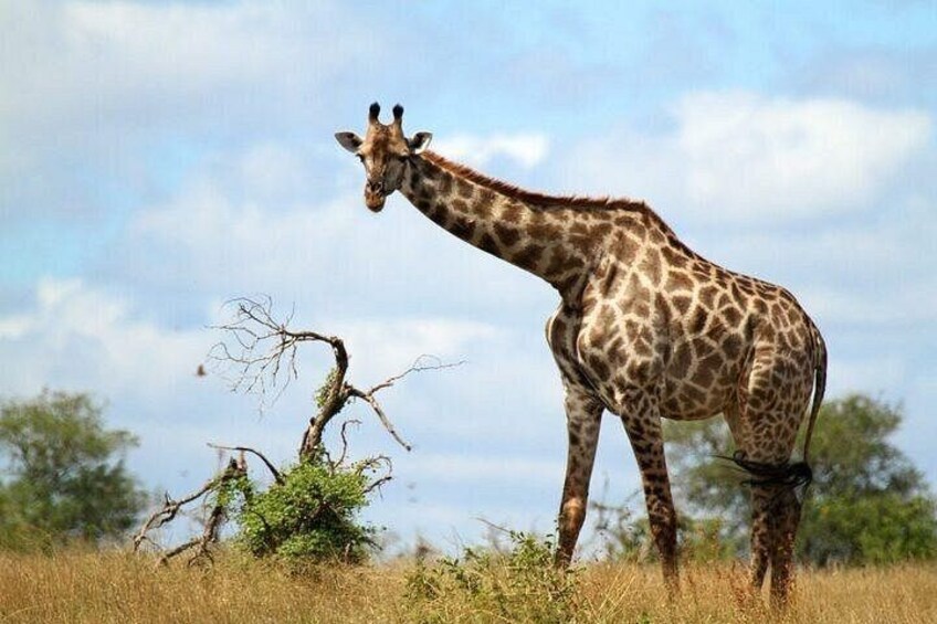 Kruger National Park Full Day Safari (Hoedspruit) 4