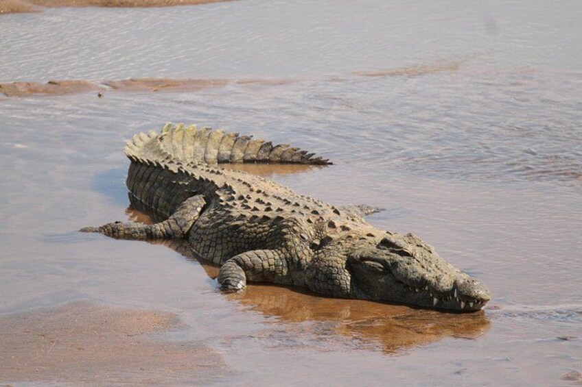 Kruger National Park Full Day Safari (Hoedspruit) 3