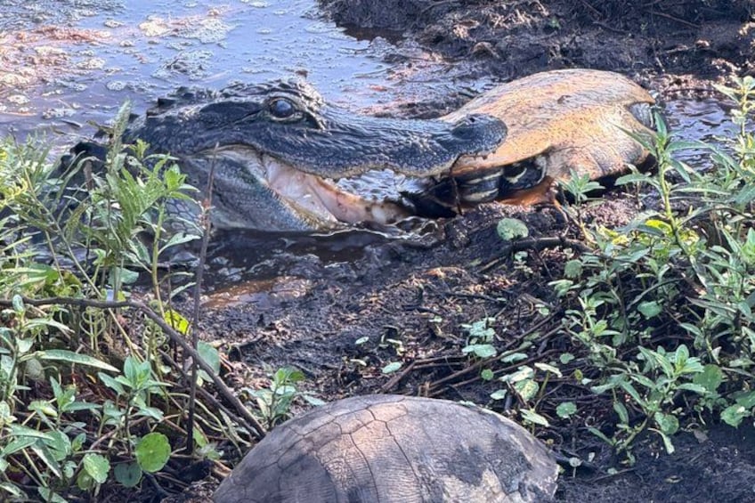 Una tortuga parcialmente sumergida en agua turbia, con vegetación circundante. 5
