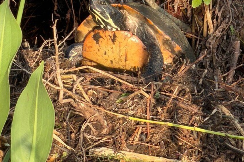 Una tortuga sobre un tronco rodeada de hojas secas y ramitas. 4