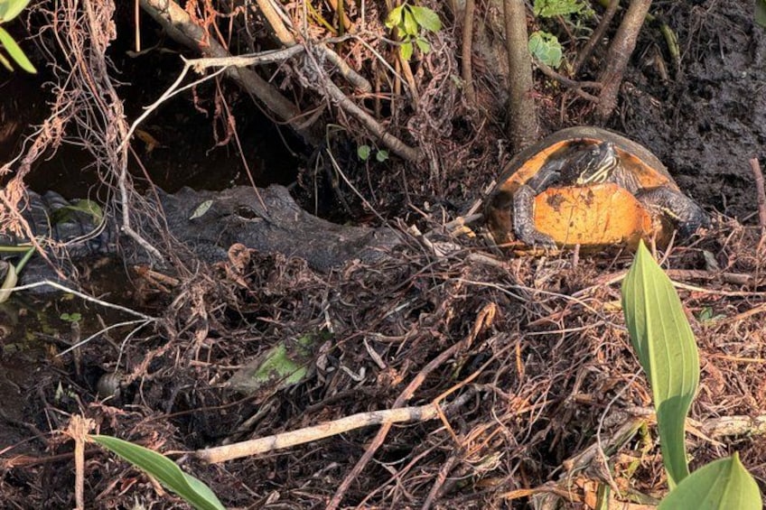 Una tortuga en un entorno natural, con abundante follaje y ramas. 3