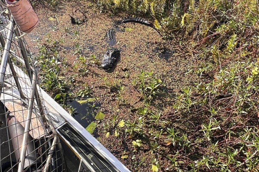 1 Hour Florida Everglades Wildlife Tour 5