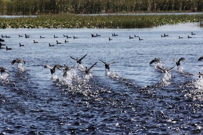 1 Hour Florida Everglades Wildlife Tour 2