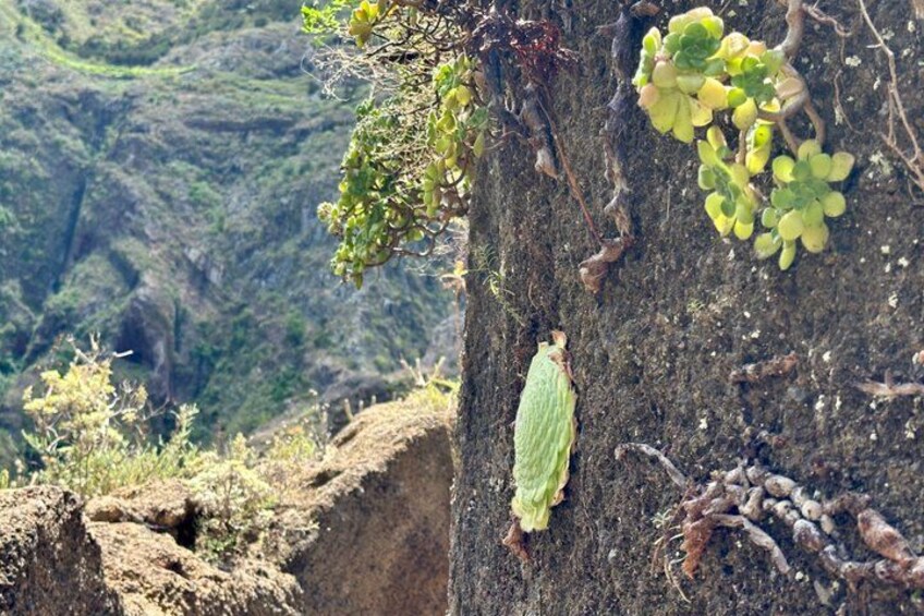Anaga Hidden Gems Hiking Tour. Free Pick-up. 3