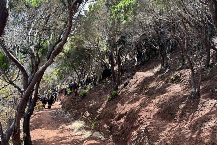Anaga Hidden Gems Hiking Tour. Free Pick-up. 4