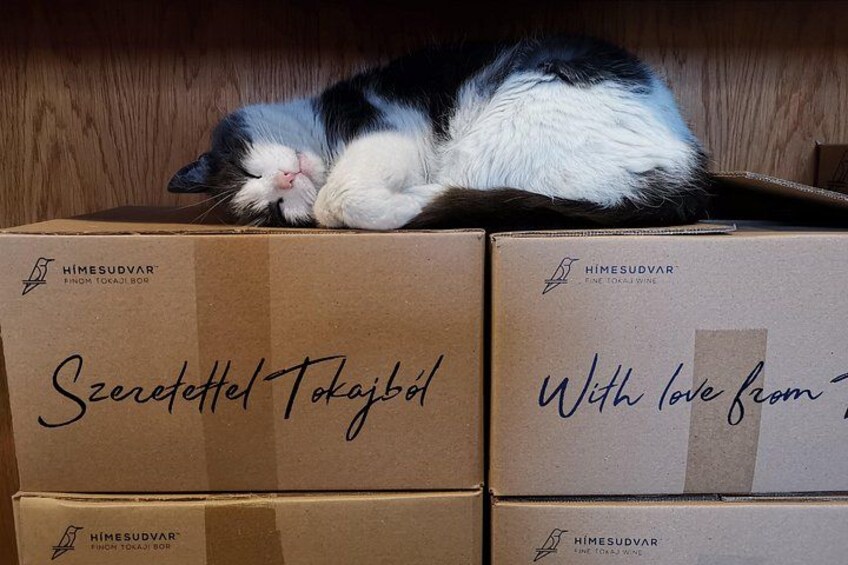 A cat sleeping on top of cardboard boxes with text on them. 2