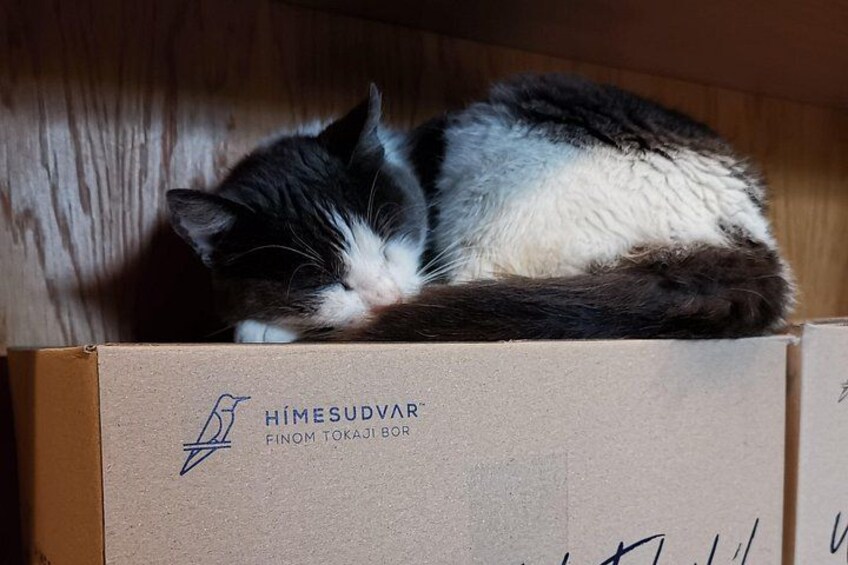 A cat resting on a cardboard box with the text 'HIMESUDVAR FINOM TOKAJI BOR' visible. 3