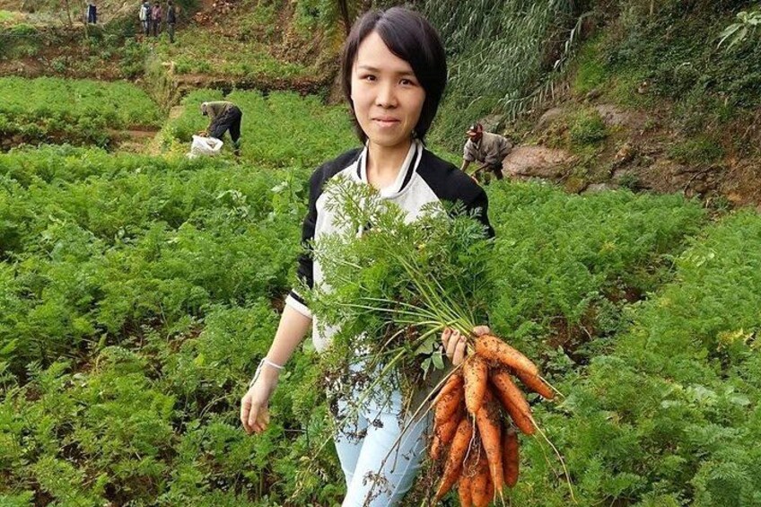 A person holding a bunch of carrots in a field with other people working in the background. 4