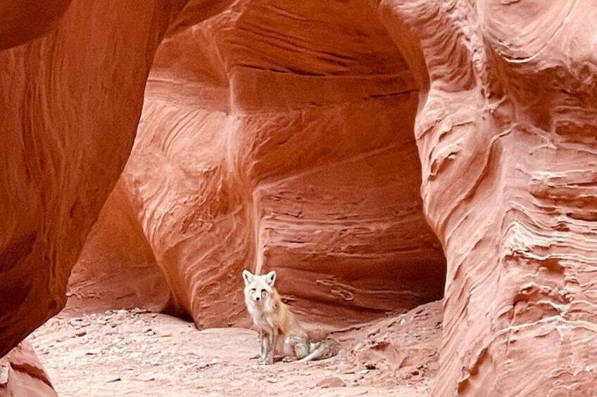 Animal watching in Antelope Canyon 2