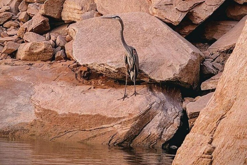 Bird watching on Lake Powell 2