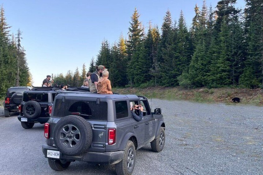 Whistler Bear Tour 2