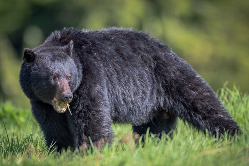 Whistler Bear Tour 5