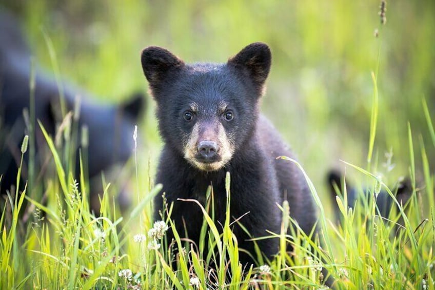 Bear Safari 4x4 Adventure 1