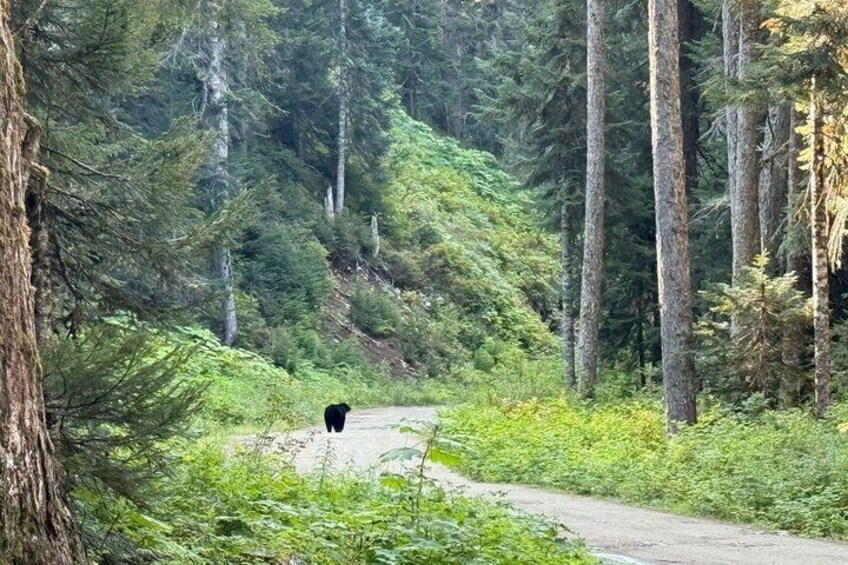 Whistler Bear Tour 3